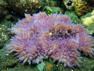 Actiniaria marine plant coral bali