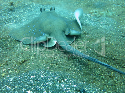 Blue spotted ray swimming  amongst coral reef on the ocean floor
