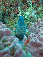 Giant moray hiding  amongst coral reef on the ocean floor, Bali.