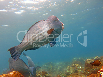 Fish Humphead Parrotfish, Bolbometopon muricatum in Bali.