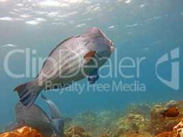 Fish Humphead Parrotfish, Bolbometopon muricatum in Bali.