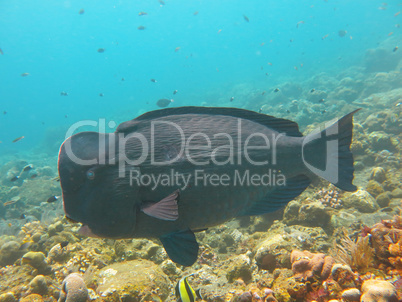 Fish Humphead Parrotfish, Bolbometopon muricatum in Bali.