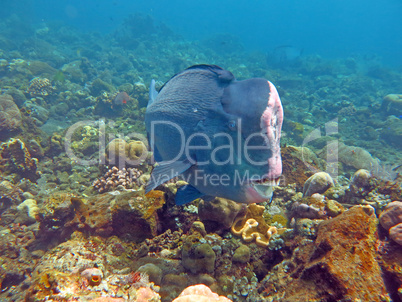 Fish Humphead Parrotfish, Bolbometopon muricatum in Bali.