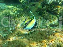 Thriving  coral reef alive with marine life and  tropical fish (