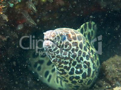 Giant spotted moray hiding  amongst coral reef on the ocean flo