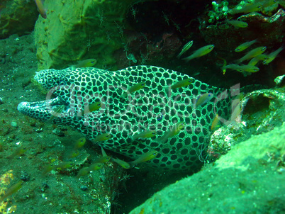 Giant spotted moray hiding  amongst coral reef on the ocean flo