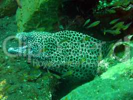 Giant spotted moray hiding  amongst coral reef on the ocean flo