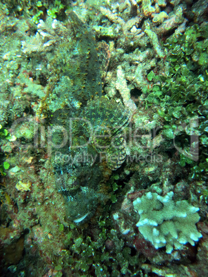 Thriving  coral reef alive with marine life and   fish, Bali.