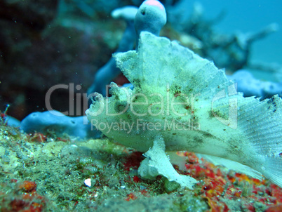 Thriving  coral reef alive with marine life and  fish, Bali.