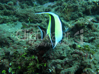 Thriving  coral reef alive with marine life and  tropical fish (
