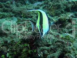 Thriving  coral reef alive with marine life and  tropical fish (