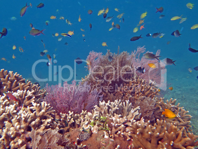 Thriving  coral reef alive with marine life and shoals of fish,