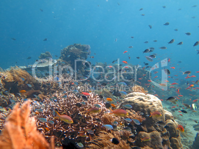 Thriving  coral reef alive with marine life and shoals of fish,