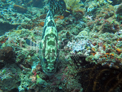 Thriving  coral reef alive with marine life and  fish, Bali.