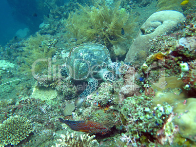 Hawksbill  sea turtle   current on coral reef  island, Bali.