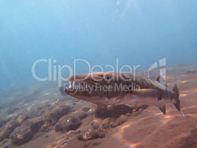 Great Barracuda fish in ocean Bali