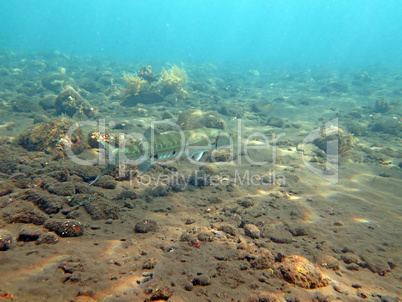 Great Barracuda fish in ocean Bali