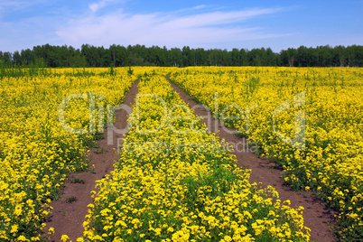 Green Grass Field Landscape with clouds in the background