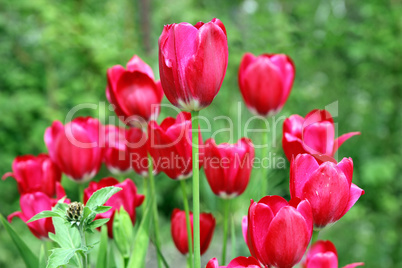 Bouquet of red tulips flowers on a background of green leaves