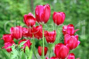 Bouquet of red tulips flowers on a background of green leaves