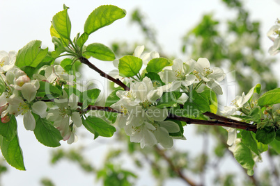 blossoming tree branch apple with white flowers