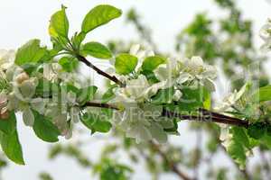 blossoming tree branch apple with white flowers