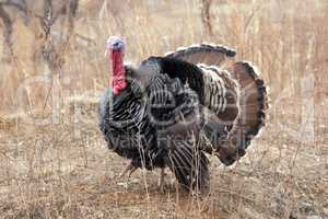 Black a turkey bird