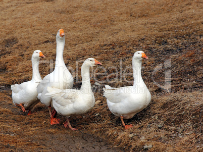 Domestic geese graze on traditional village goose farm