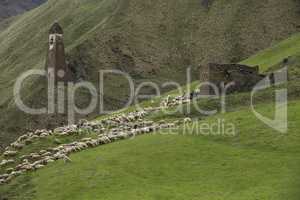 Herd of sheeps in mountains on Georgia, Caucasus