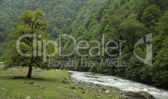 Landscape with mountain river Georgia, Caucasus