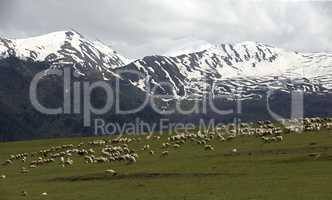 Herd of sheeps and goats in mountains on Georgia, Caucasus.