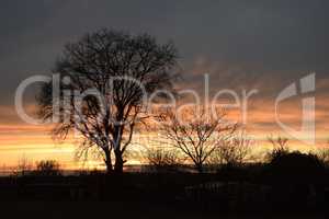 Baum, abends