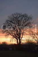 Baum, abends