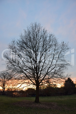 Baumreihe, abends