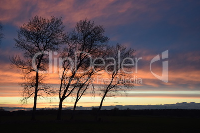 Baumreihe, abends