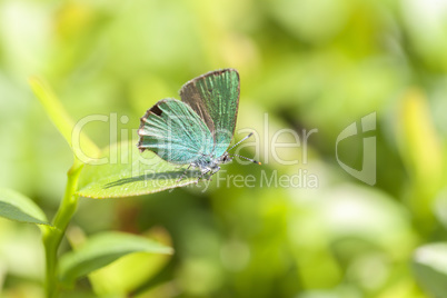 Brombeer-Zipfelfalter - Callophrys rubi