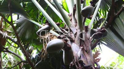 Coco de Mer palm tree with fruits