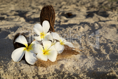 Flower decoration for wedding at the beach, Seychelles