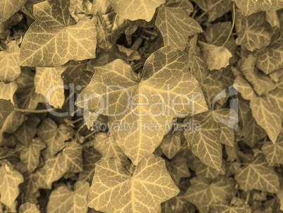 Ivy leaves sepia