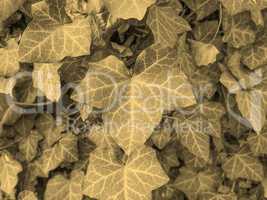 Ivy leaves sepia