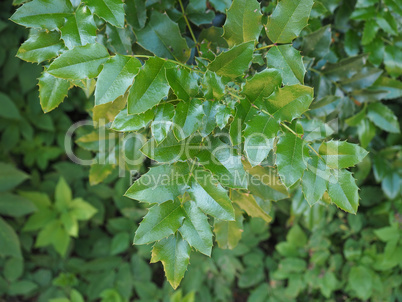 Christmas Holly plant