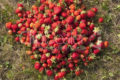 fresh strawberry photo