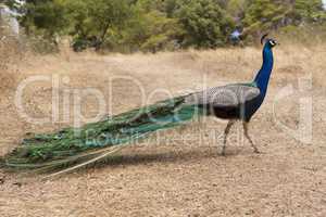 Peacock