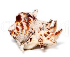 Lambis tiger shell