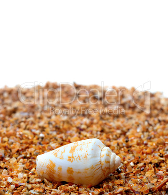 Shell of cone snail on sand