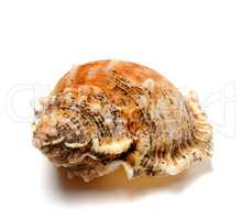 Shell of frog snail (Bursa bubo)