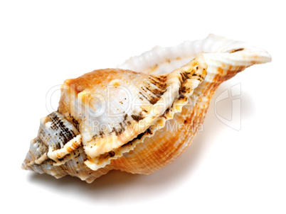 Shell of frog snail (Tutufa bubo)