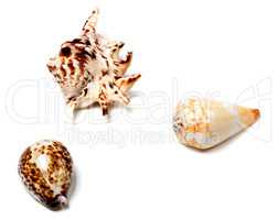 Three seashells on white