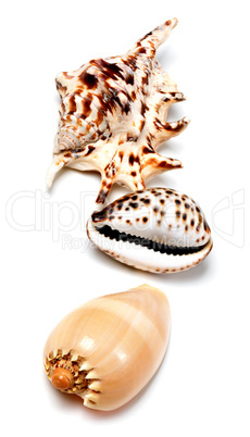 Three seashells on white