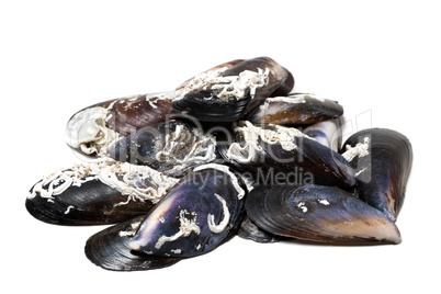 Shells of mussels on white